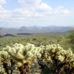 Across the wild desert