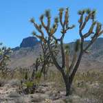 Joshua Trees