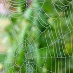 Dew covered web