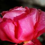 Late Pink Tulip 102407