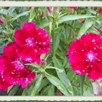 Dianthus