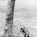One Dalmation