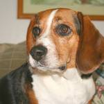 Baxter The Beagle