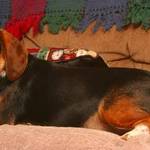 Holiday Centerfold