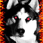 Devil Dog