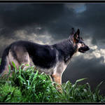 Wolf