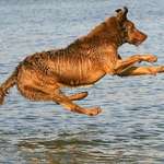 Balou above water