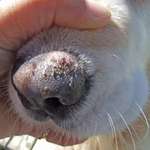 Warning To Dogs