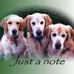 Golden's Just A Note