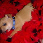 funny pup
