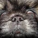 Pekingese