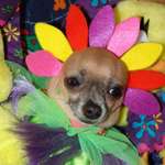 Chihuahua Flower