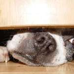 Please Open the Door