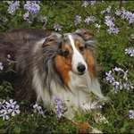 Missy in Phlox