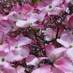 Dogwoods