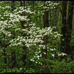 Dogwoods