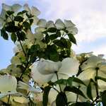 Dogwoods and evening sky