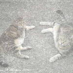Concrete Cats