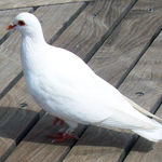 Dove of Peace
