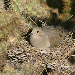Dove On Nest