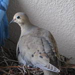 Mother Dove