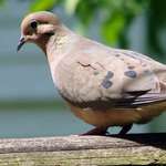 Mean Parent Dove