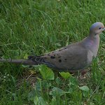 Dove