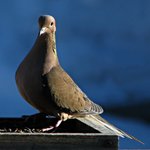 Dove