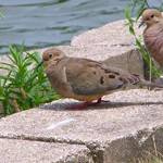 Pair of Doves