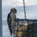 Downy Woodpecker