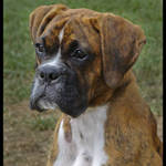 Dozer