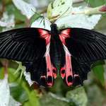 Butterfly3