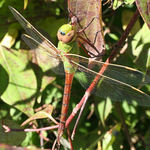 Dragonfly #1