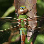 Dragonfly #2