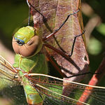 Dragonfly #4