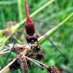 Dragon Fly