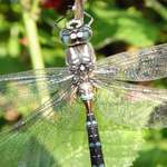 dragonfly jewel