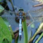 Blue Dasher