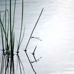 dragonfly reflection