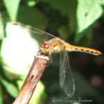 Wandering Glider