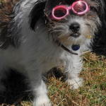 Dressed Up dog