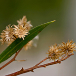 Beauty in Husks