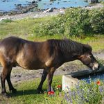 Drinking horse