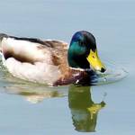 Drooling Duck