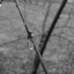 Nature's Tears