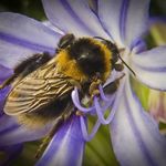 Drunken Bumblebee