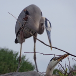 Great Blue Heron Nesting