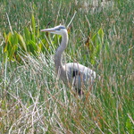 Heron Hunting For Food