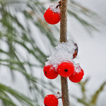 Chilled WinterBerries