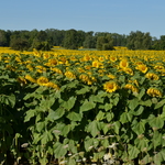 Sunflower Field